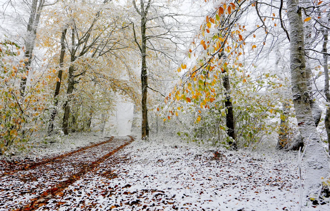 Фото обои осень, лес, снег, деревья