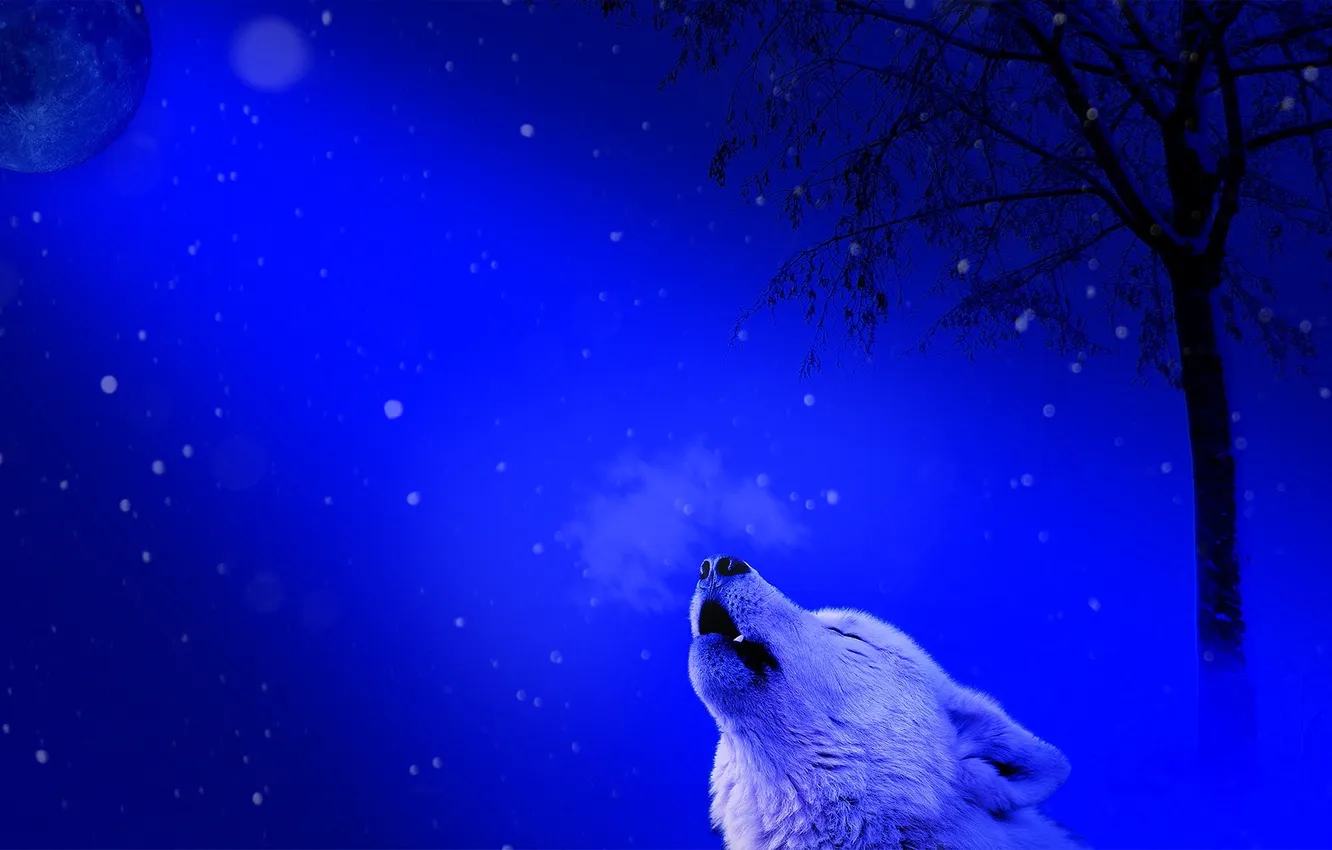 Фото обои fantasy, nature, art, snow, predator, face, animal, wolf