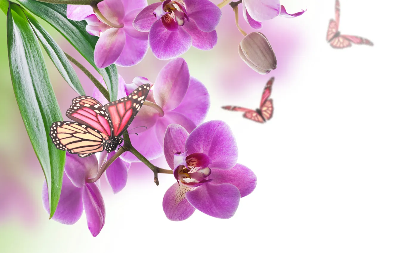 Фото обои цветок, природа, лист, бабочка, лепестки, орхидея