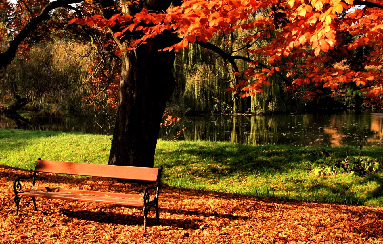Фото обои осень, пруд, парк, дерево, лавочка