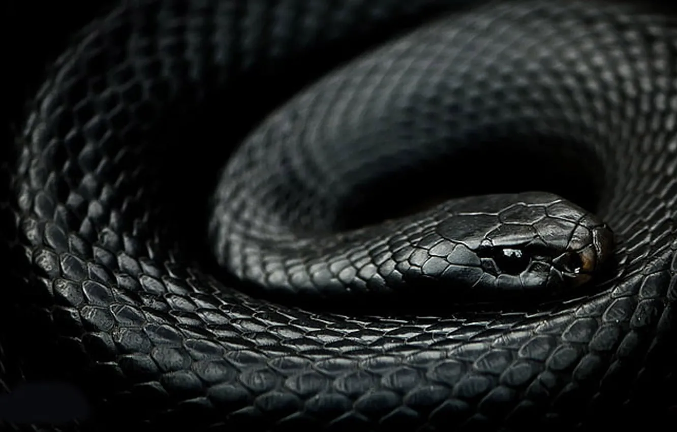 Фото обои black, snake, animals, reptiles, scales, mamba, one animal
