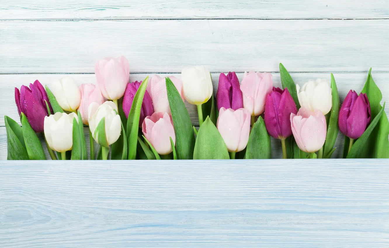 Фото обои цветы, colorful, тюльпаны, wood, pink, flowers, tulips, spring