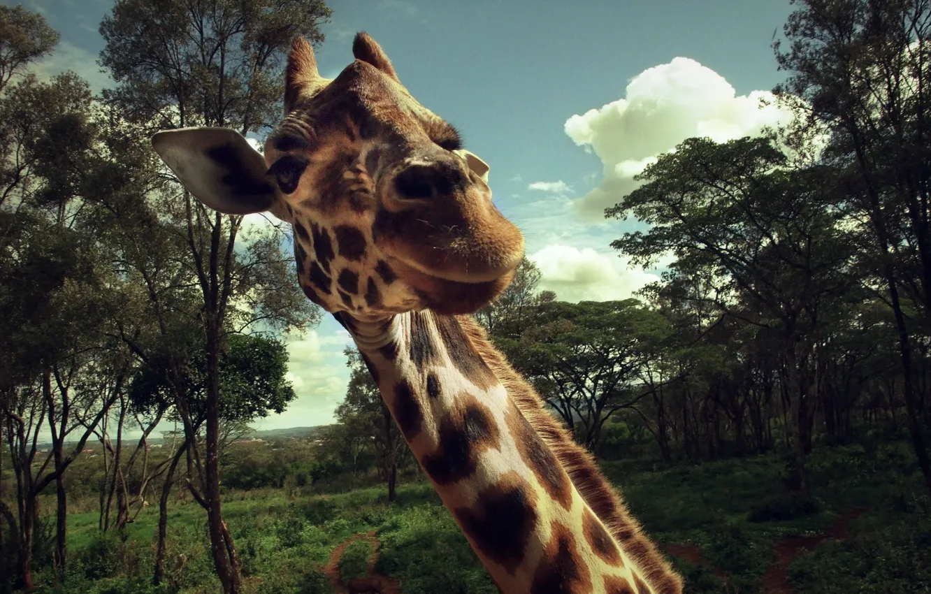 Фото обои макро, животное, встреча, жираф, шея, восторг, неожиданность