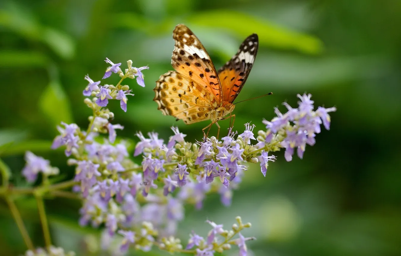 Фото обои макро, цветы, бабочка, Аргирей