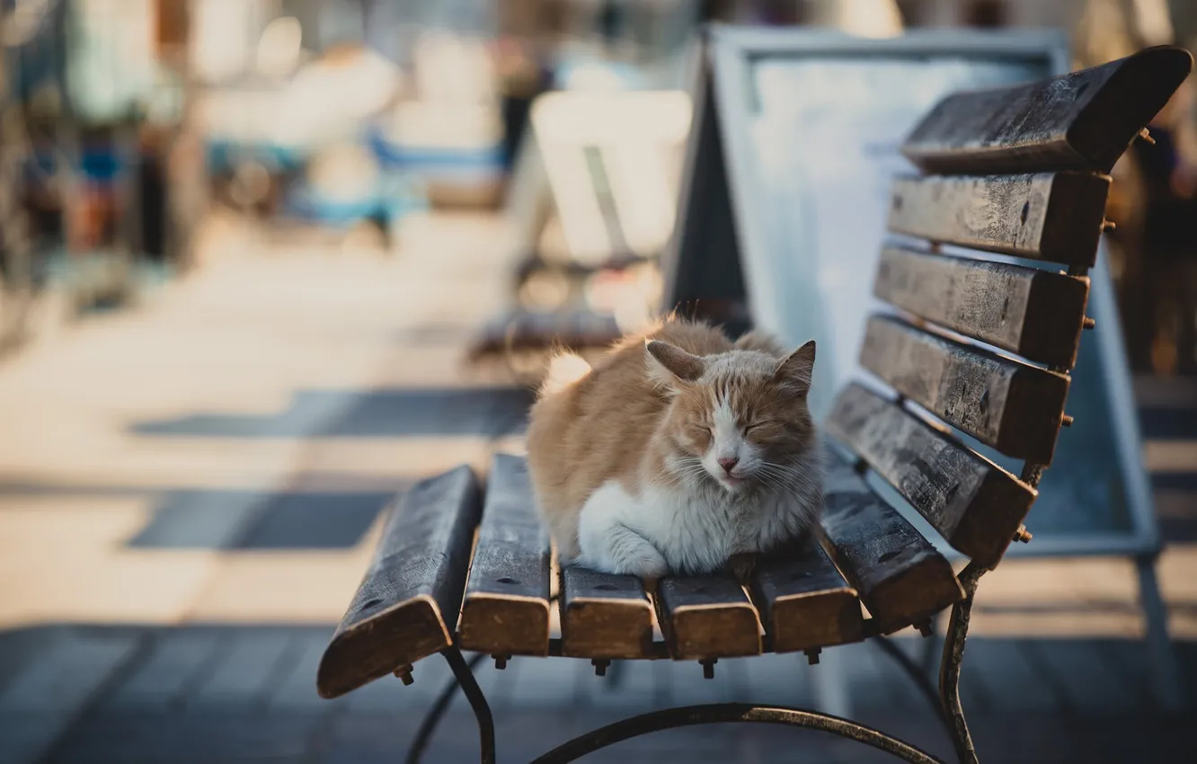 Фото обои cat, animal, bench