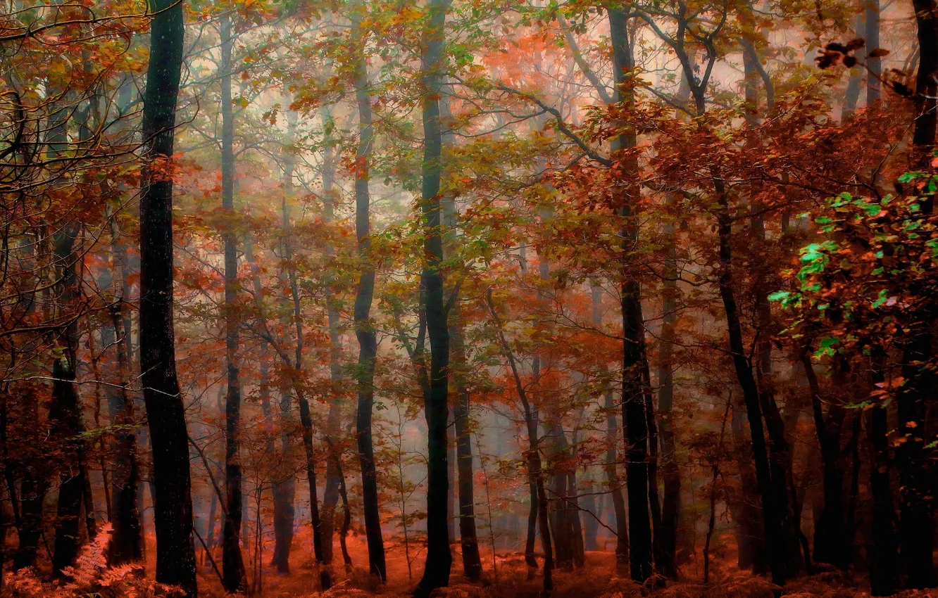 Фото обои осень, лес, листья, деревья, природа
