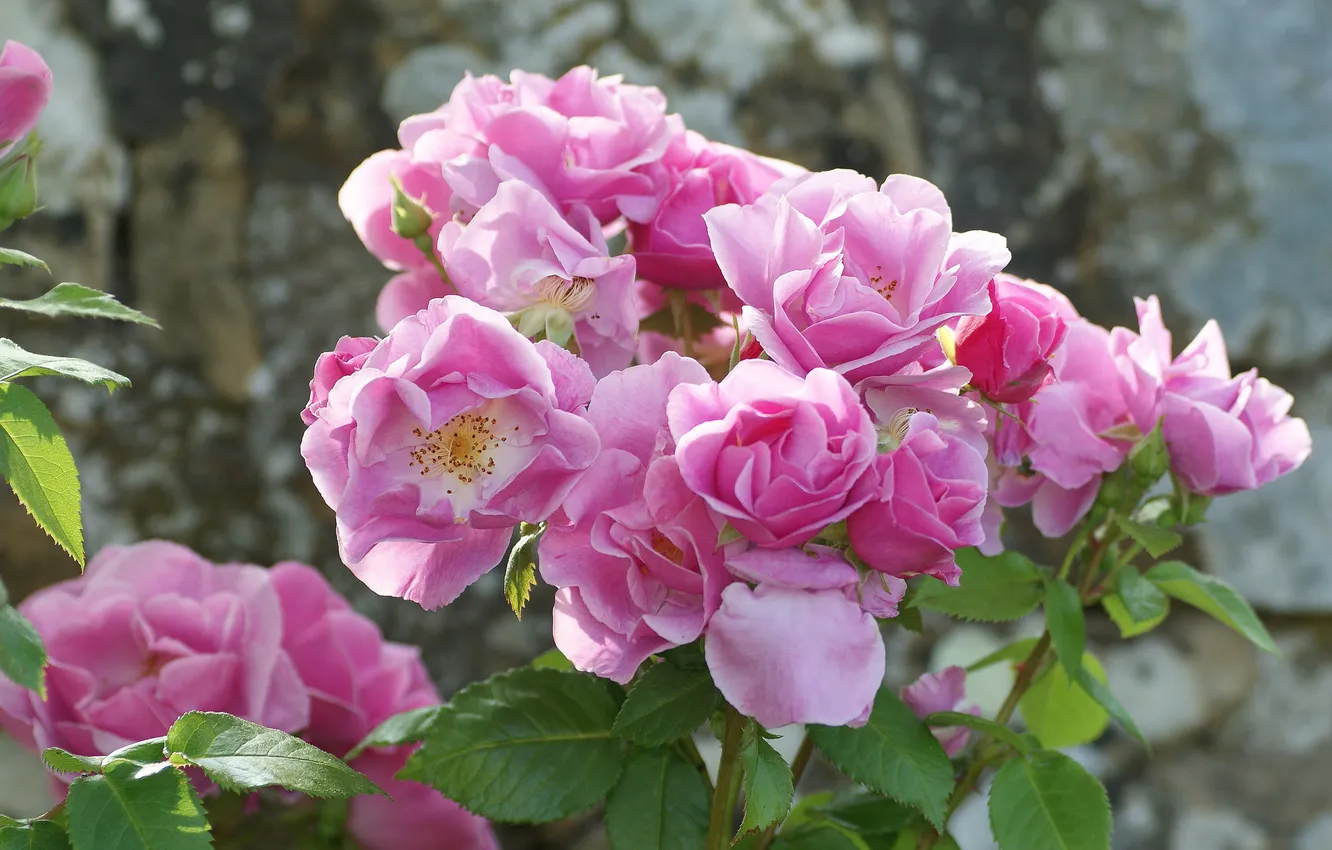 Фото обои розы, лепестки, розовый куст