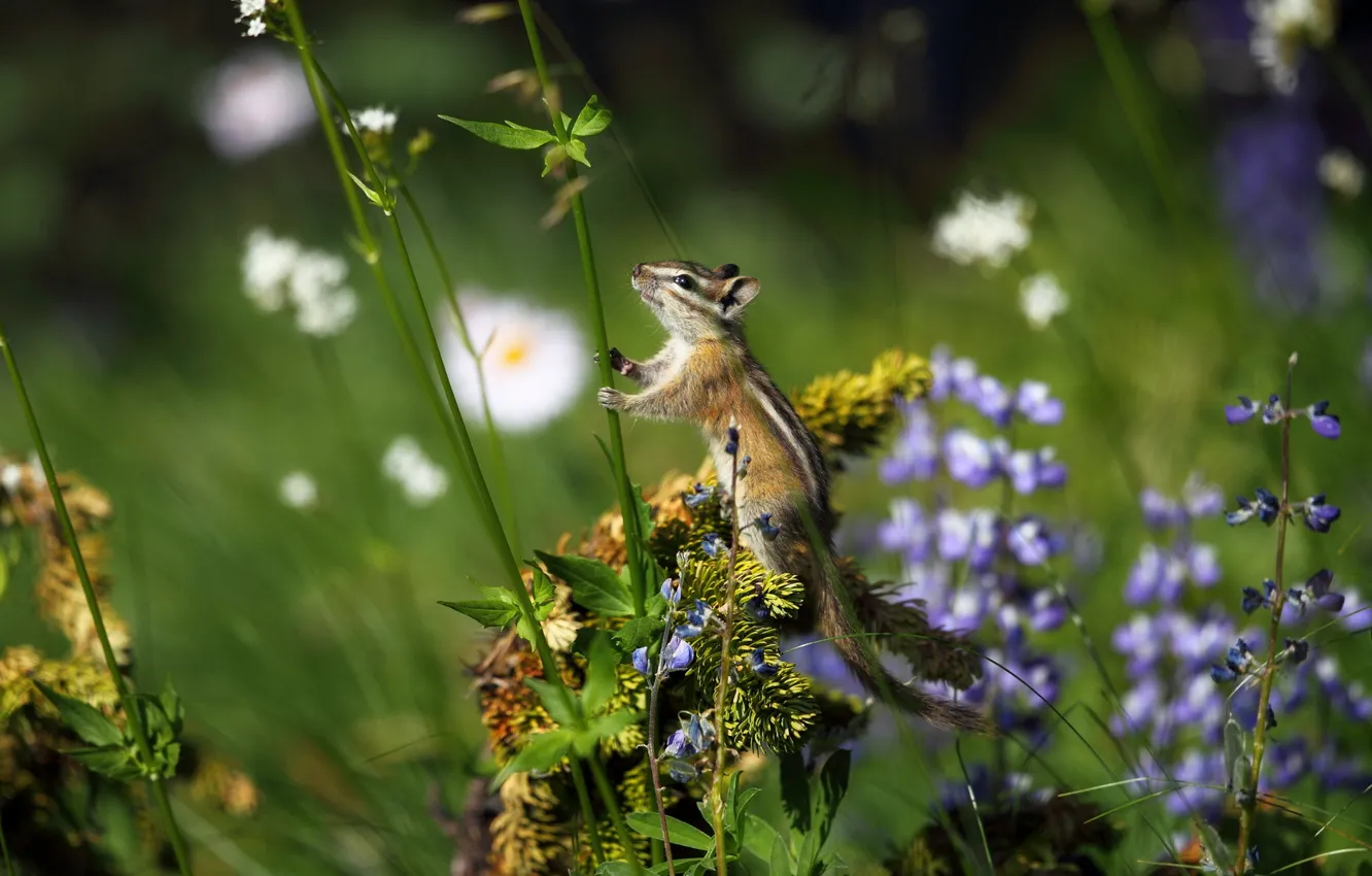 Фото обои поле, цветы, природа, chipmunk