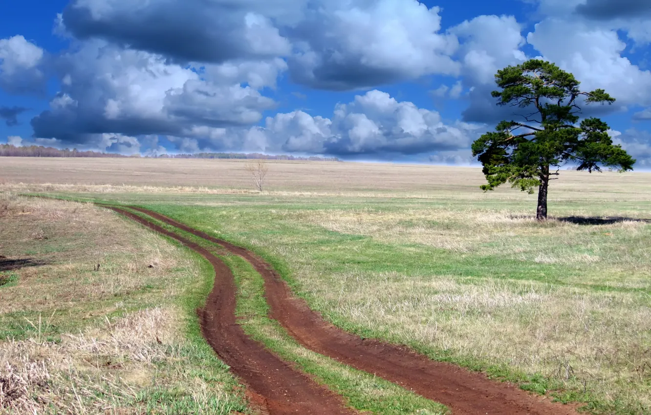 Фото обои дорога, поле, небо, деревья