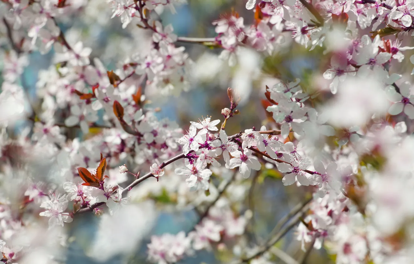 Фото обои flower, spring, bloom