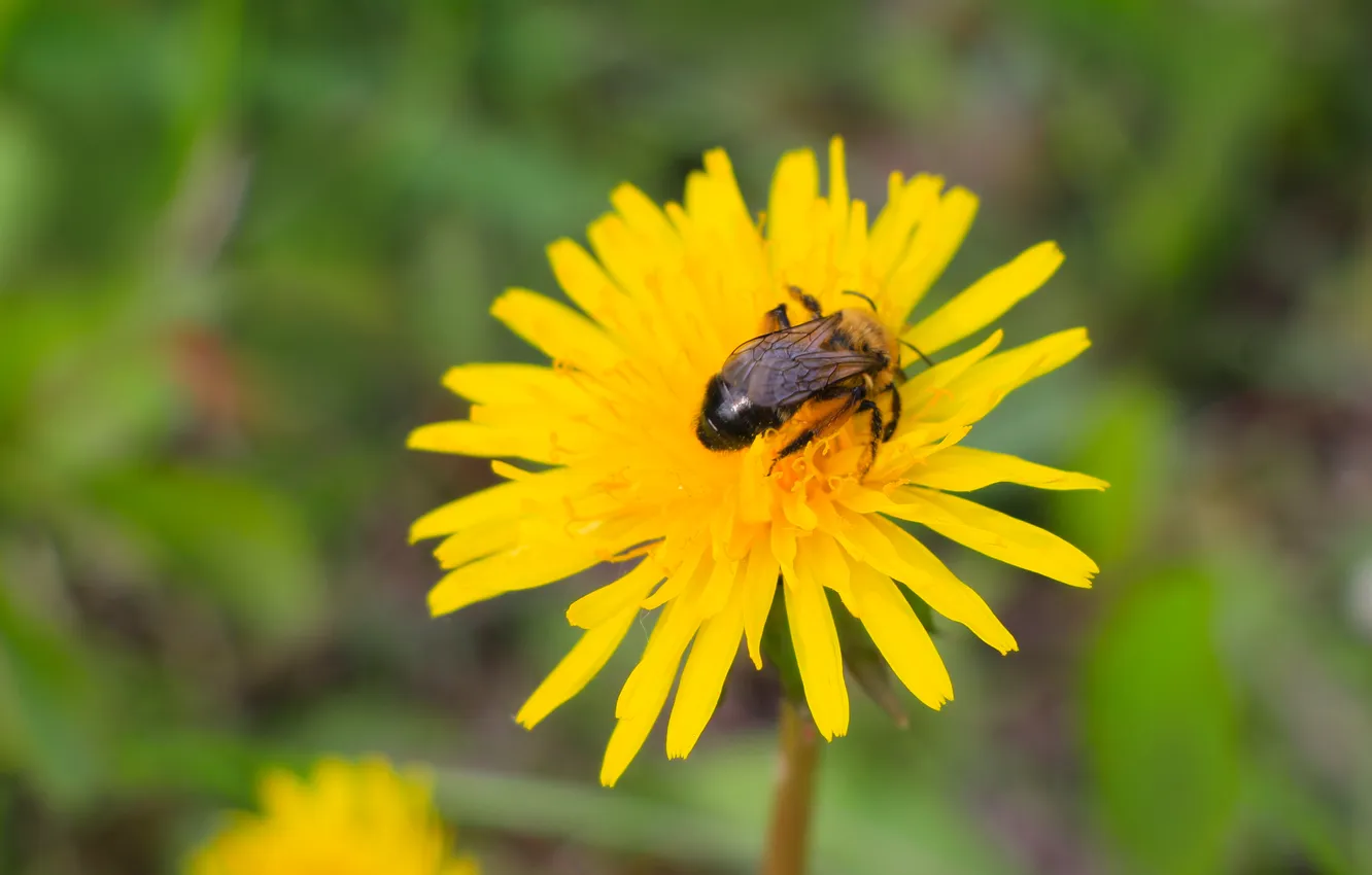 Фото обои flower, insect, bee, blooming