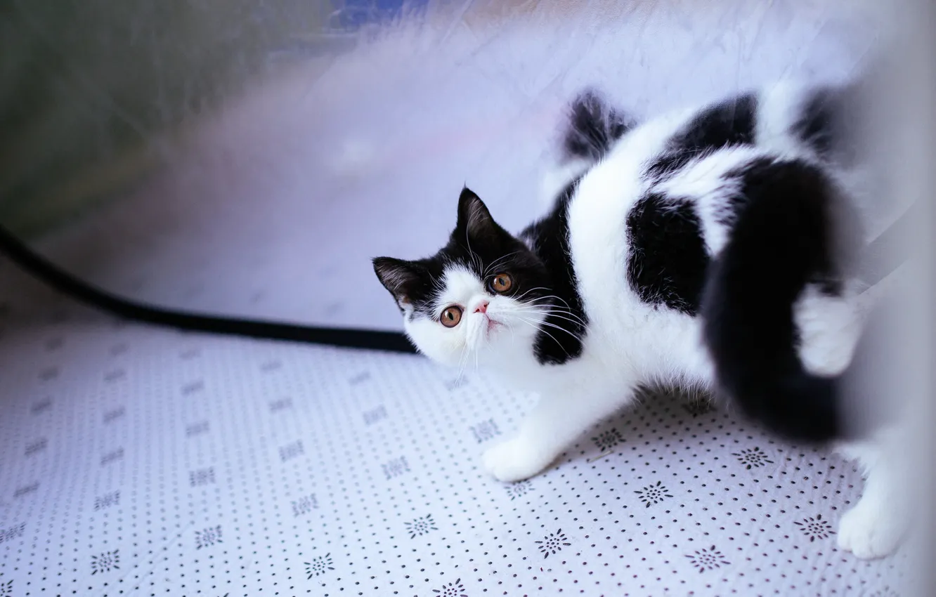 Фото обои кошка, поза, отражение, котенок, черно-белый, перс, экстремал, дикий взгляд