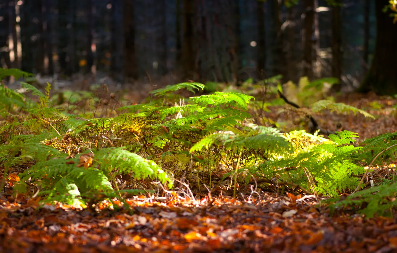 Фото обои зелень, лес, свет, деревья, солнечно, папоротник
