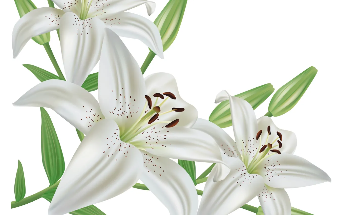 Фото обои Цветы, Белые, Лилии
