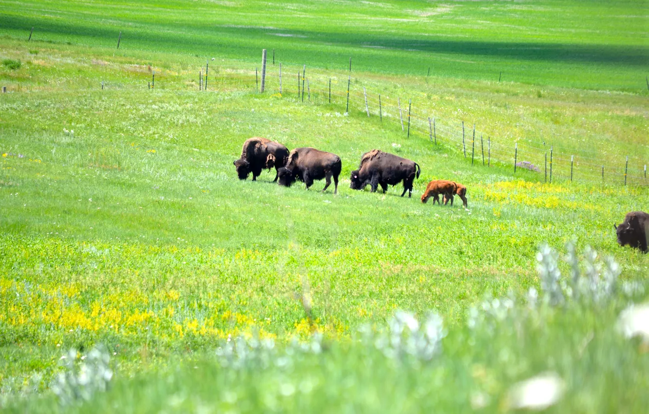 Фото обои поле, пастбище, бизоны, bison with calf