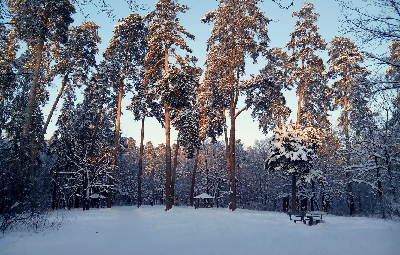 Фото обои зима, снег, поляна