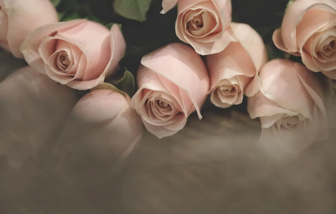 Фото обои розы, букет, розовые, бледно-розовые