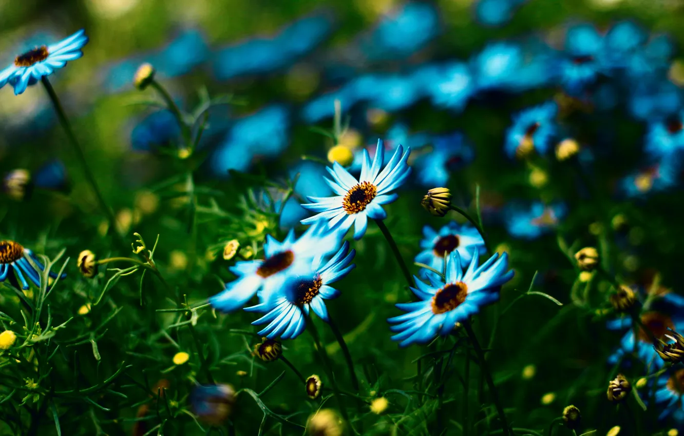 Фото обои лето, цветы, поляна, голубые, синие