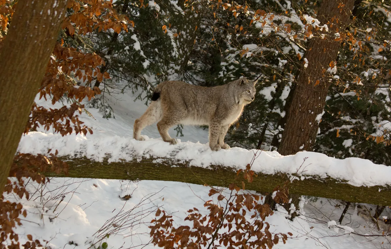 Фото обои зима, лес, кошка, снег, дерево, рысь