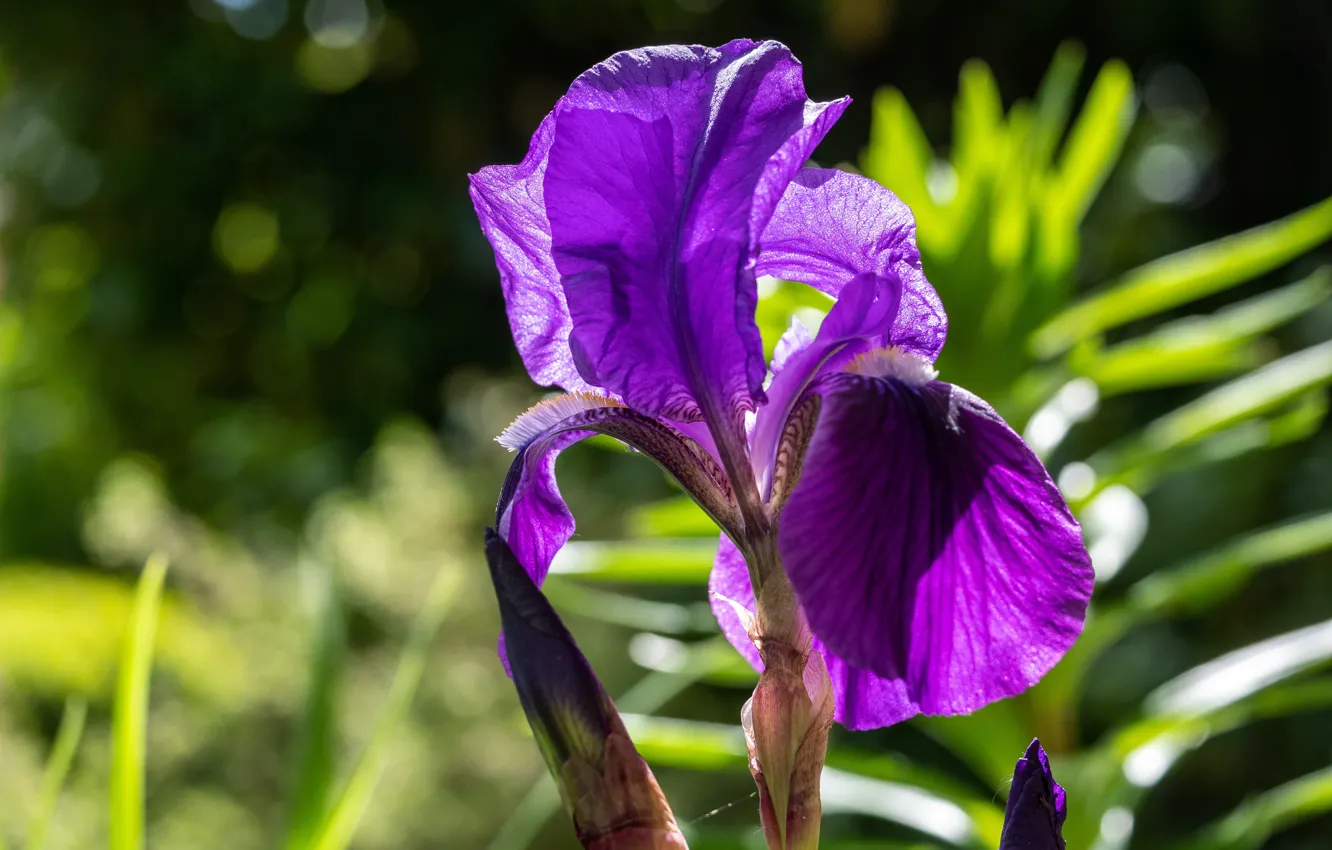 Фото обои цветок, фиолетовый, листья, свет, фон, сад, боке, ирис