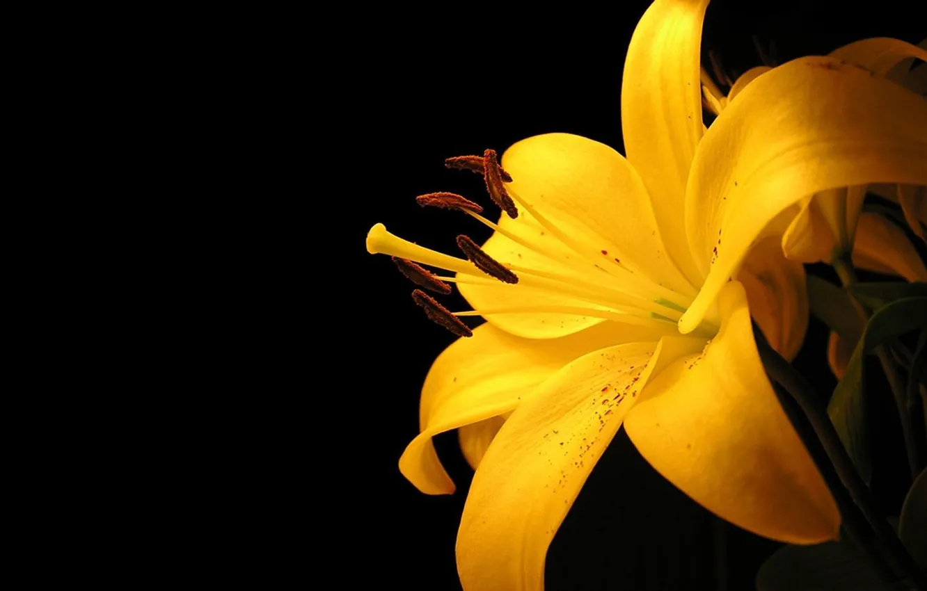 Фото обои желтый, лилия, минимализм