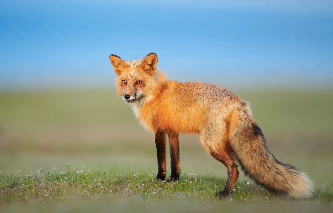 Фото обои поле, небо, взгляд, лиса, рыжая