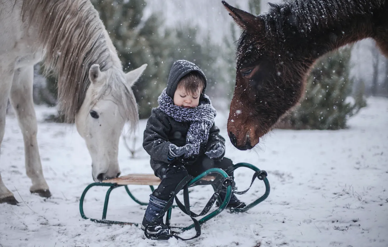 Фото обои зима, кони, мальчик