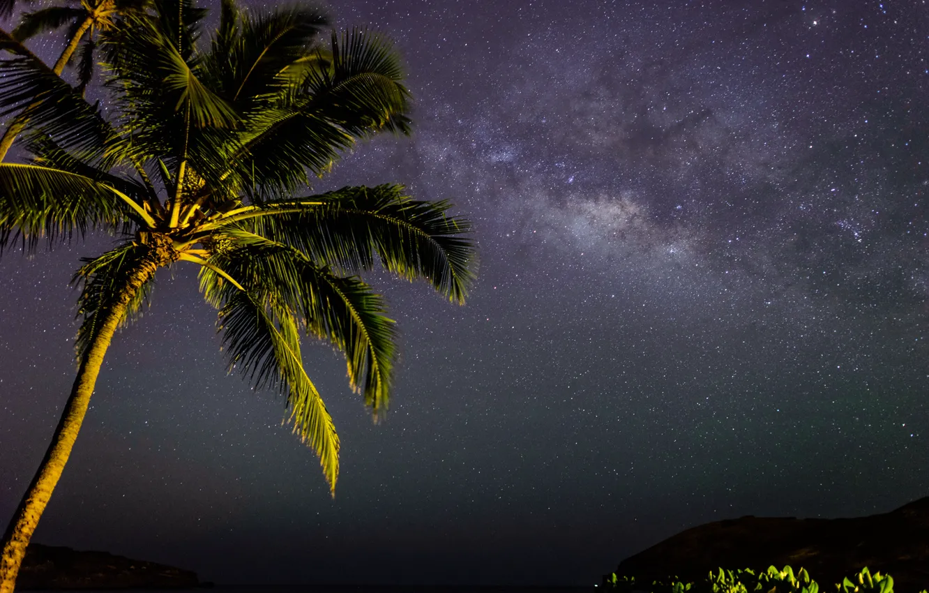Фото обои космос, звезды, ночь, пальма, млечный путь