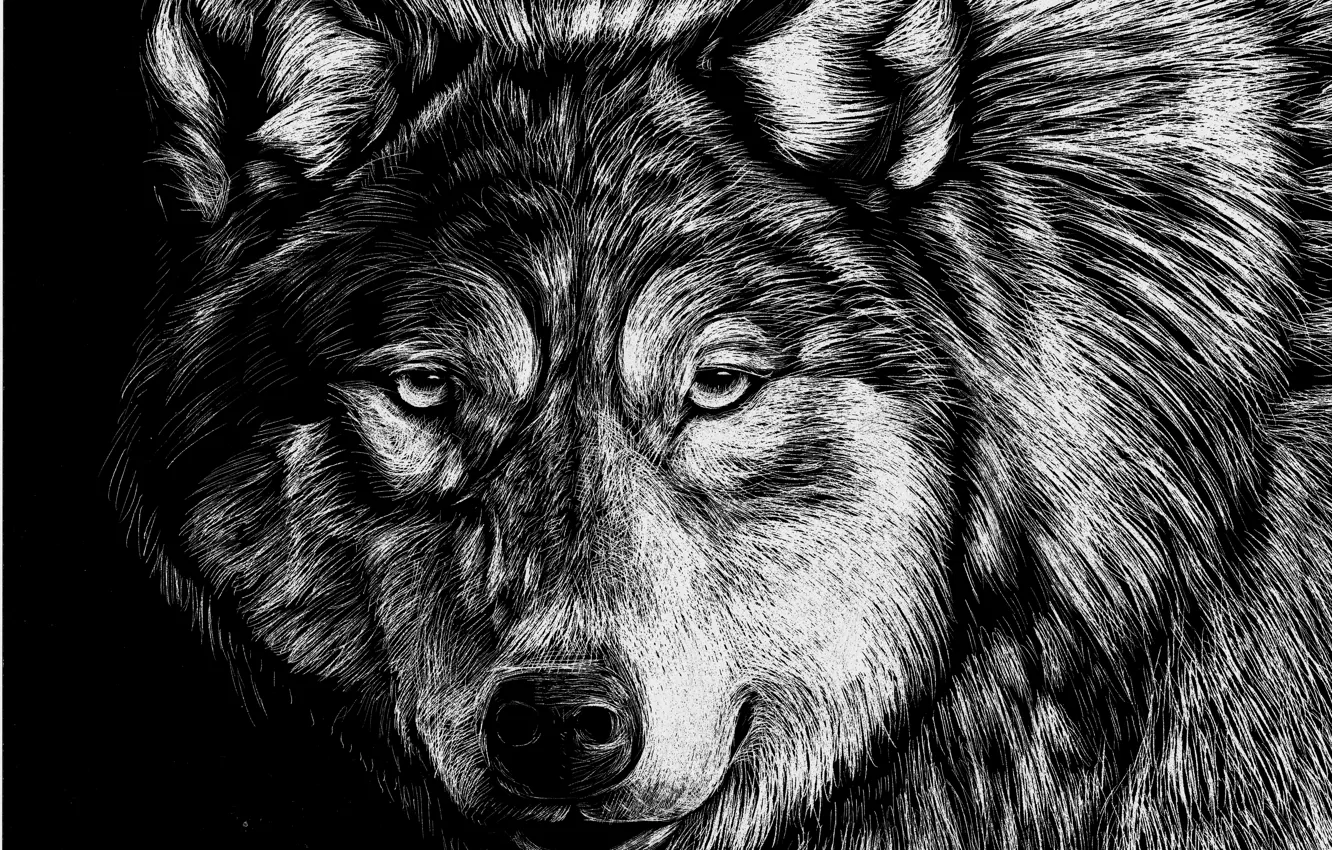 Фото обои Рисунок, Взгляд, Волк, Морда, Животные