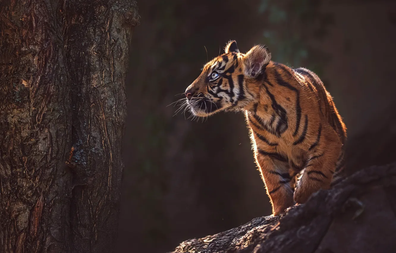Фото обои взгляд, морда, свет, природа, тигр, поза, темный фон, котенок