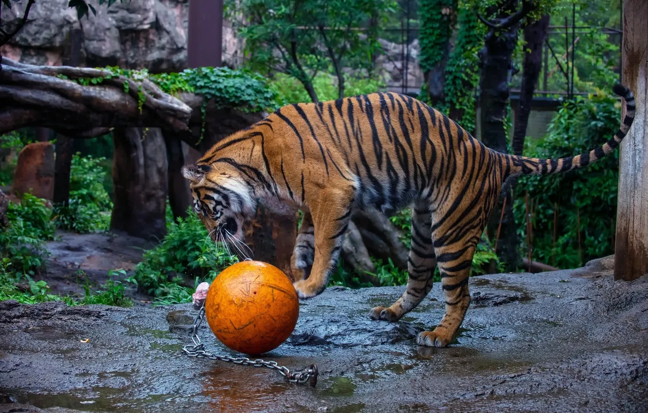 Фото обои полоски, тигр, игра, хищник, дикая кошка