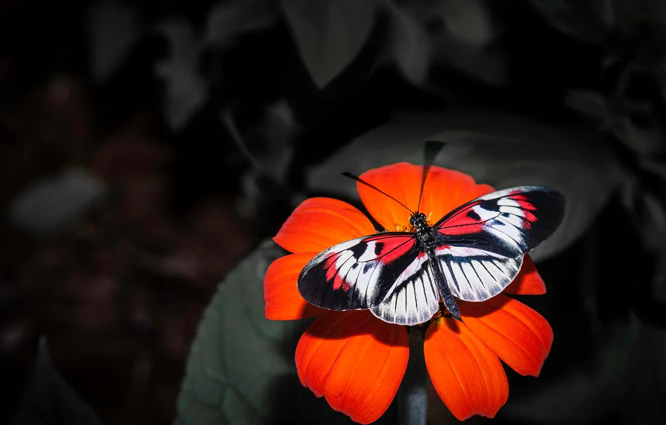 Фото обои цветок, бабочка, крылья, лепестки, насекомое