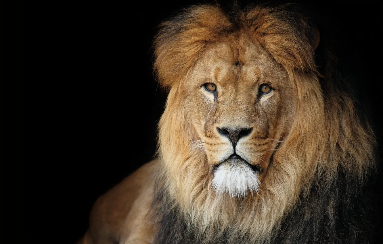 Фото обои Лев, царь зверей, величественный взгляд