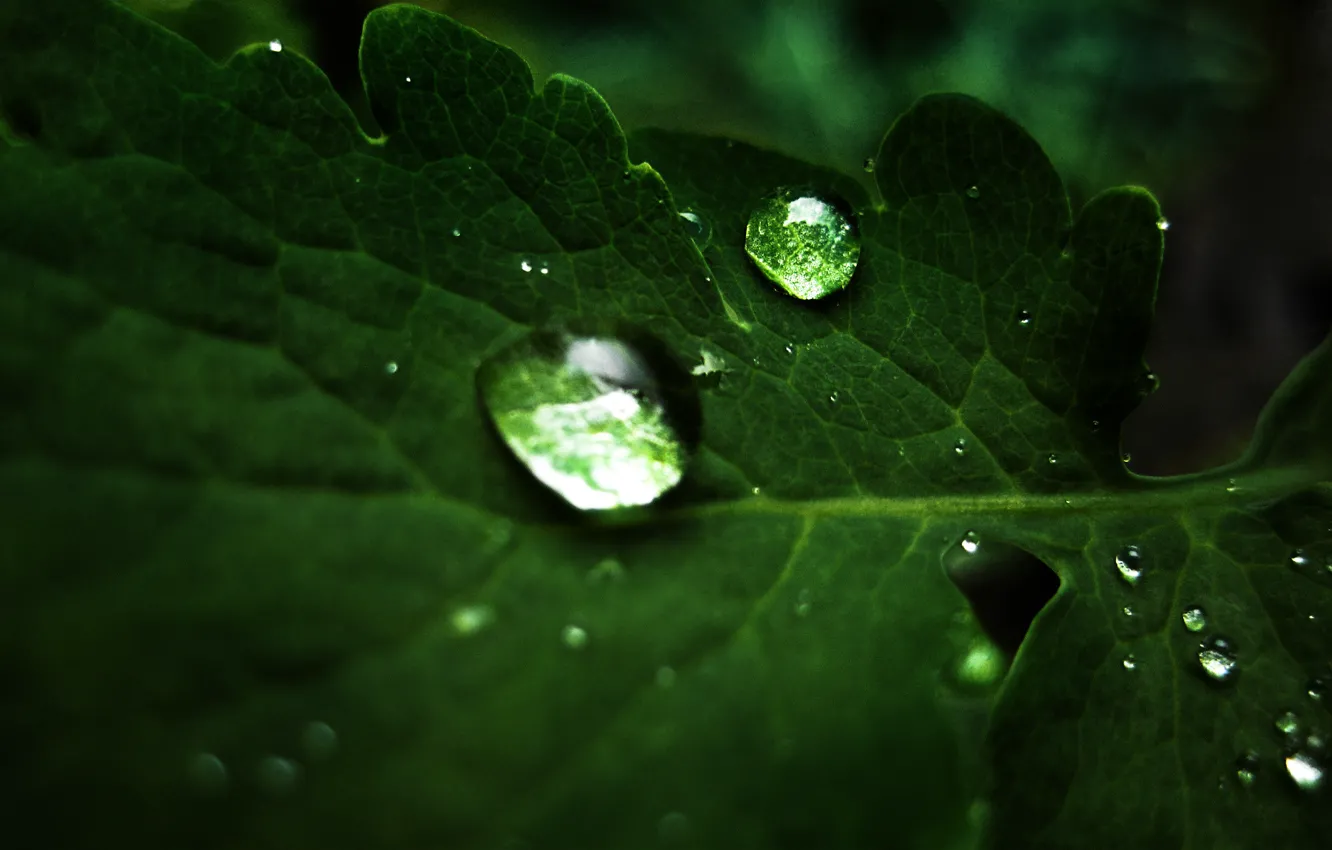 Фото обои капли, лист, macro droplets