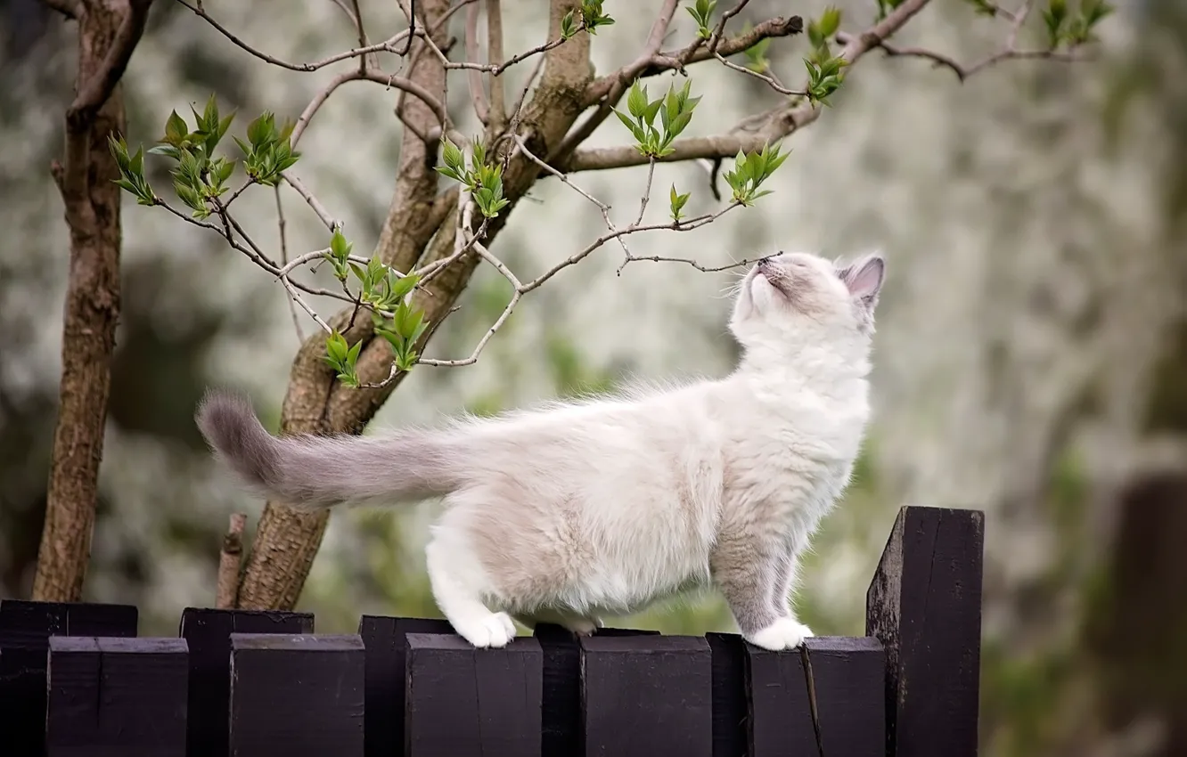 Фото обои ветки, природа, дерево, животное, забор, весна, детёныш, котёнок