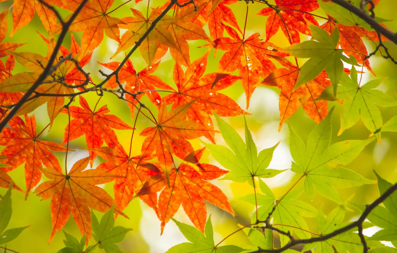 Фото обои осень, листья, дерево, colorful, клен, autumn, leaves, maple