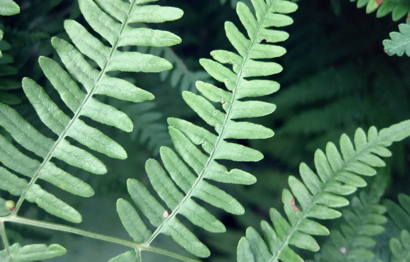 Фото обои зелень, лист, растение, папортник