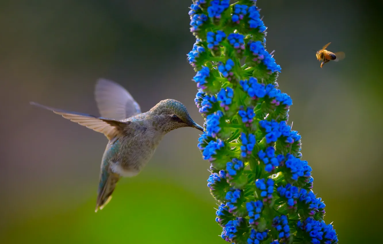 Фото обои цветок, природа, птица, колибри