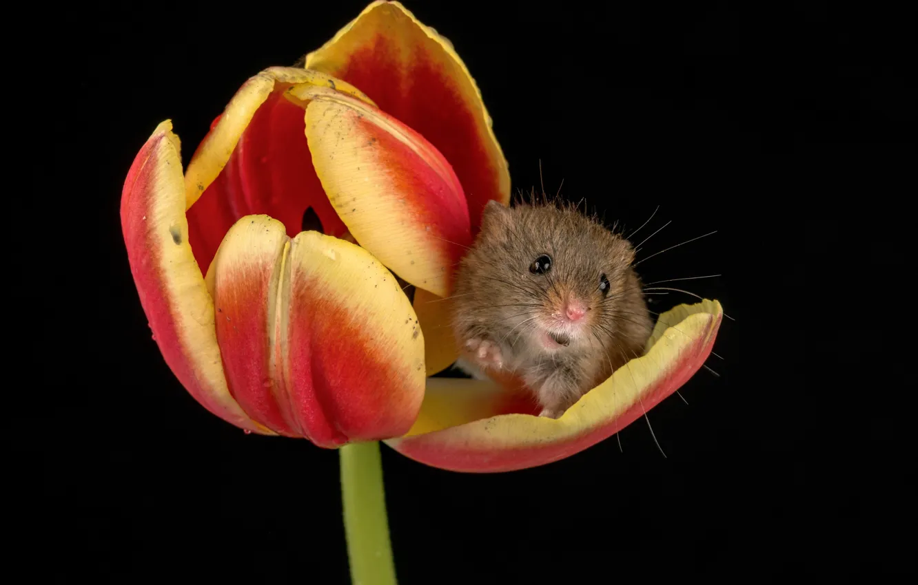 Фото обои цветок, тюльпан, мышка
