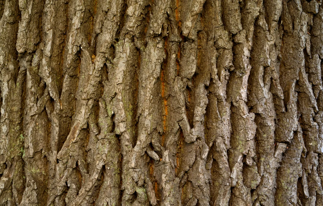 Фото обои dark, wood, tree, Brown, natural