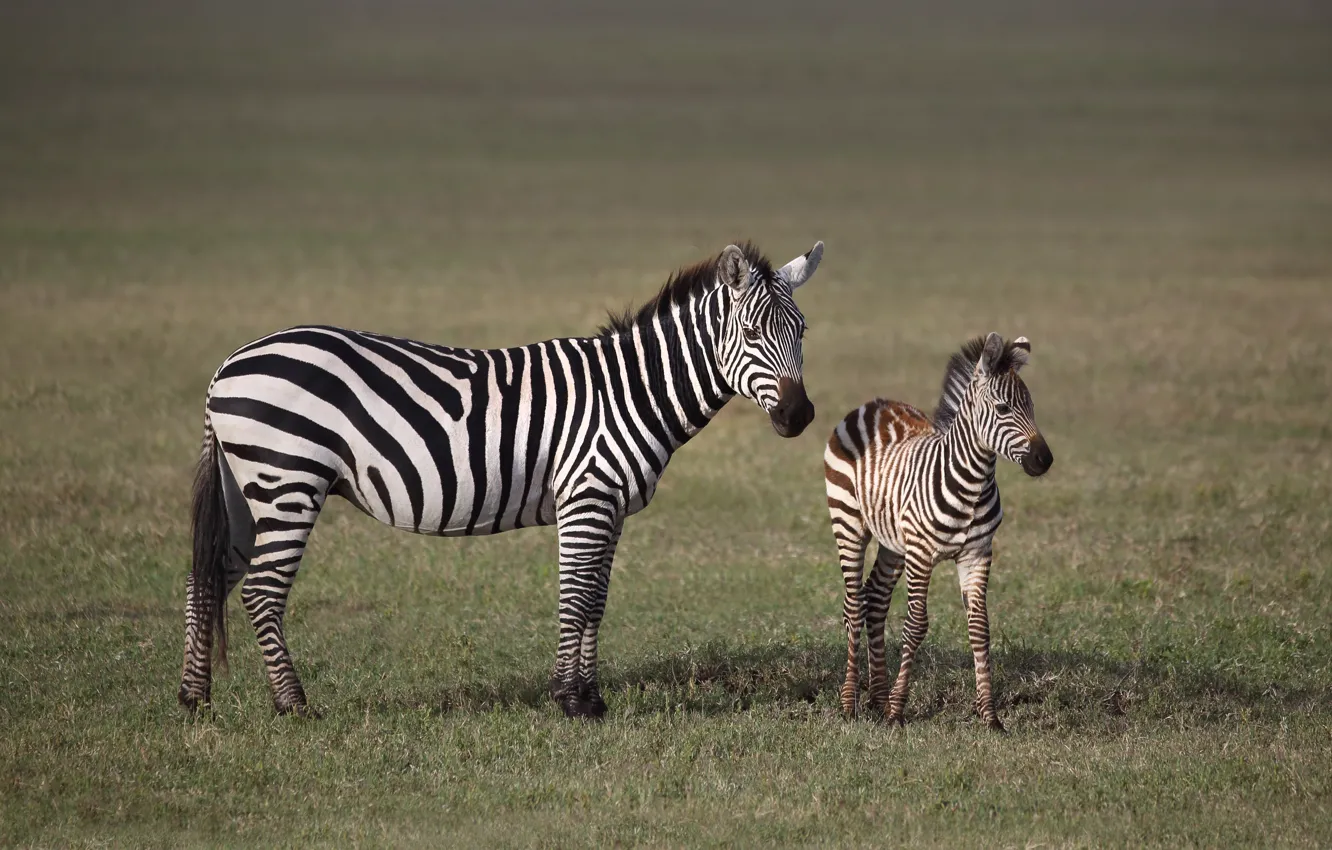Фото обои природа, две, малыш, зебра, пара, саванна, Африка, детеныш