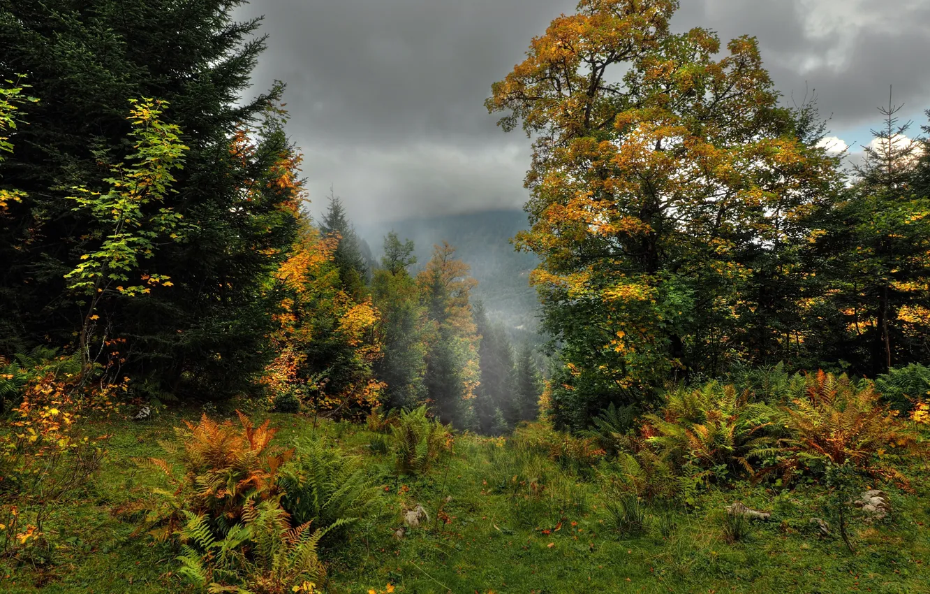 Фото обои Туман, Осень, Деревья, Лес, Fall, Autumn, Colors, Fog
