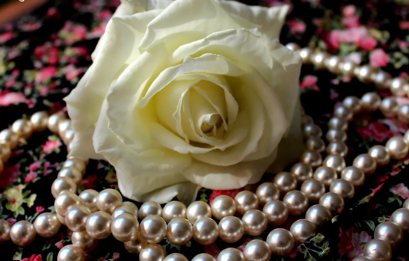 Фото обои цветок, лепестки, ткань, жемчуг, белая роза