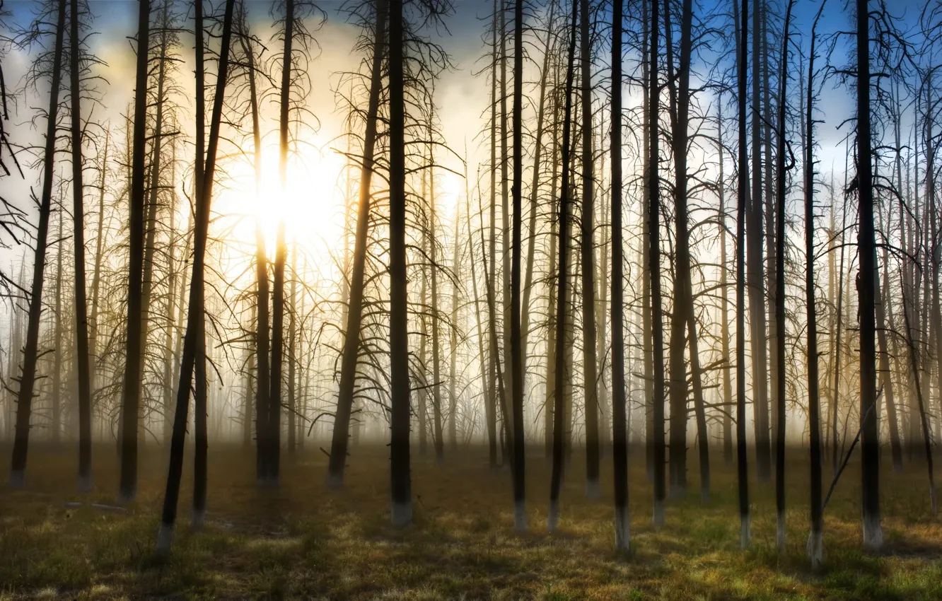 Фото обои солнце, туман, Деревья