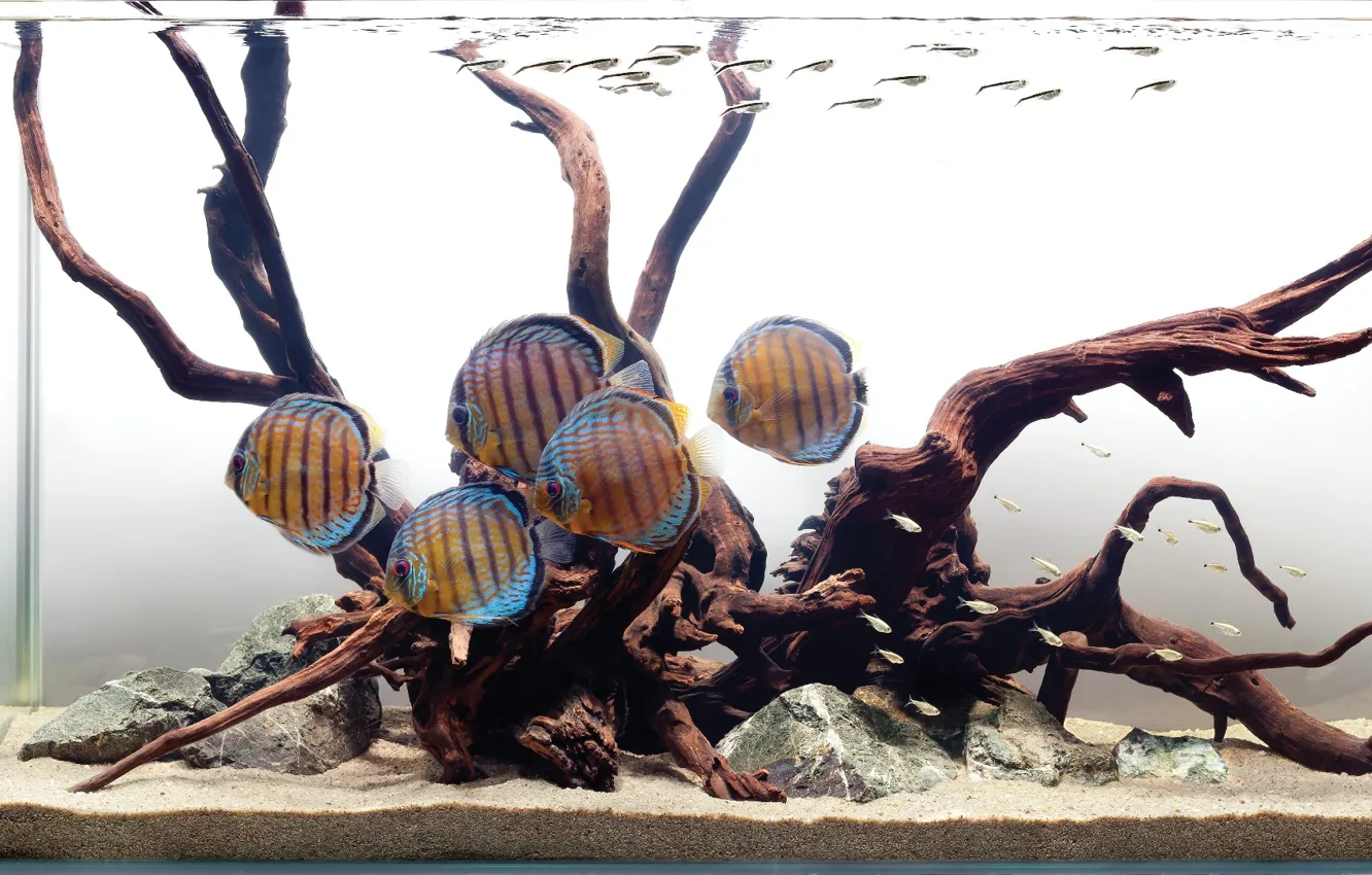 Фото обои Water, fish, tropical, discus