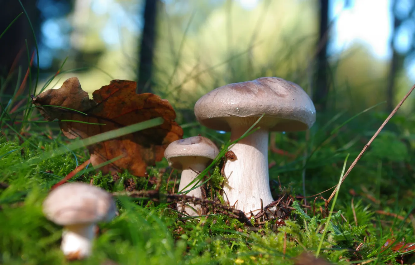 Фото обои осень, лес, трава, свет, природа, поляна, грибы, гриб