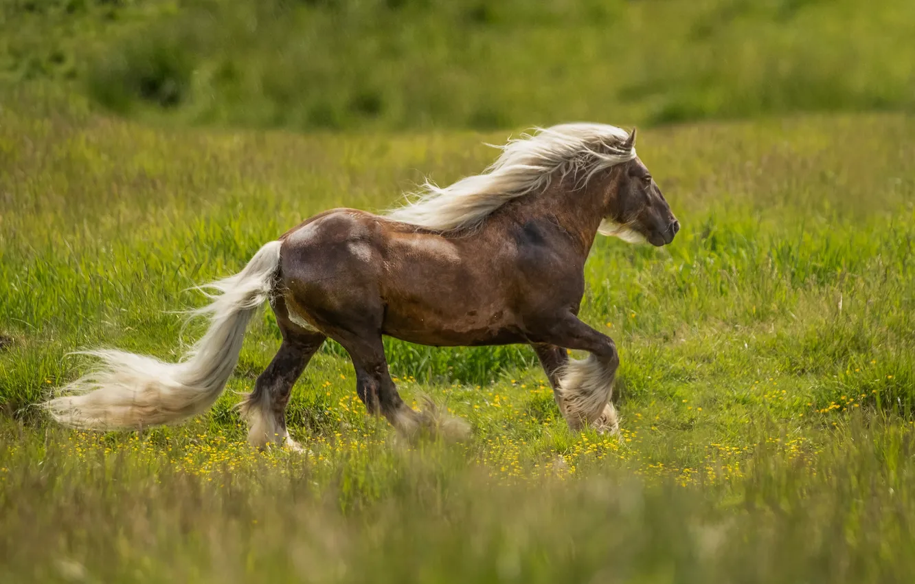 Фото обои трава, конь, лошадь