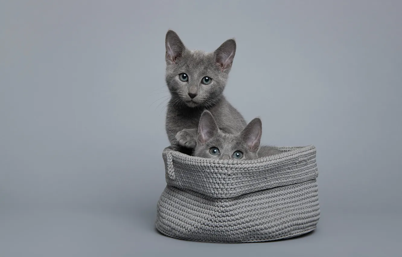 Фото обои взгляд, кошки, поза, котенок, сумка, серый фон, серые, парочка