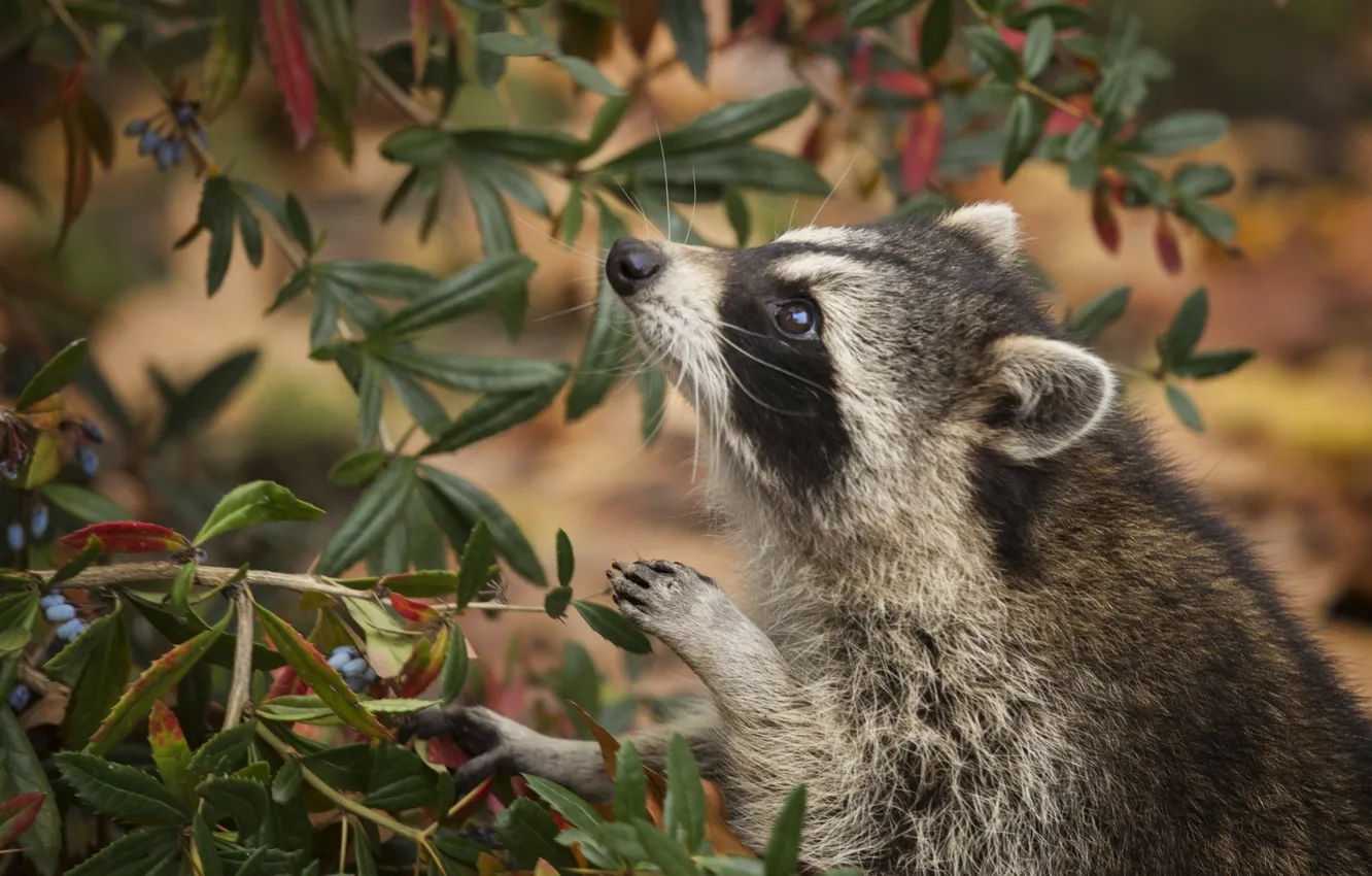 Фото обои природа, енот, кусты