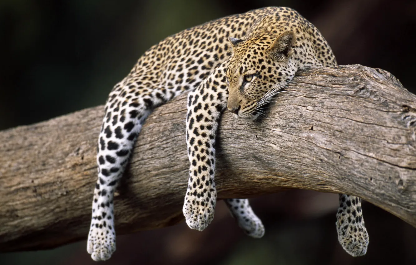 Фото обои леопард, на дереве, весит
